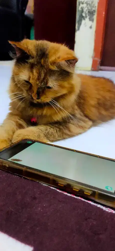 Dijual kucing anggora