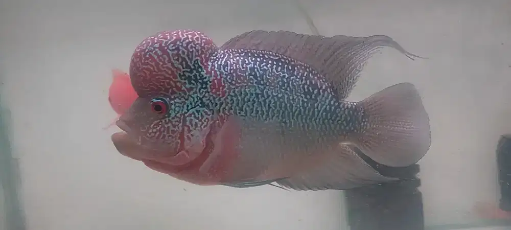 Ikan louhan cencu 18cm