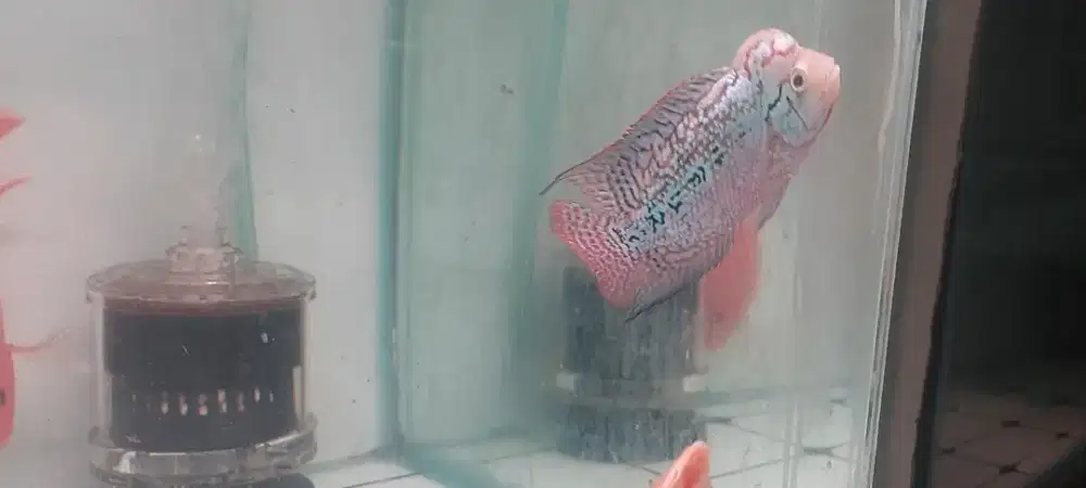 Ikan louhan kamfa f2 10cm thailand
