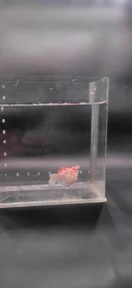 Ikan molly sakura / ikan hias