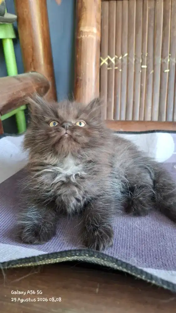 Anak kucing  anggora /kitten persia jantan /kucing persia flatnose