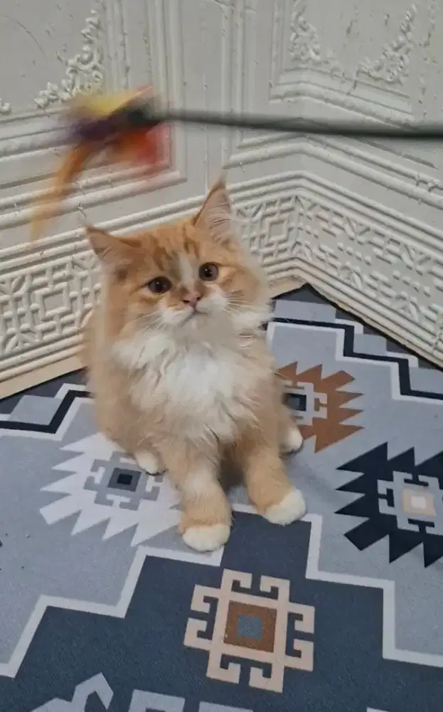 Kucing persia maincoon /kitten persia jantan /kucing  persia jantan