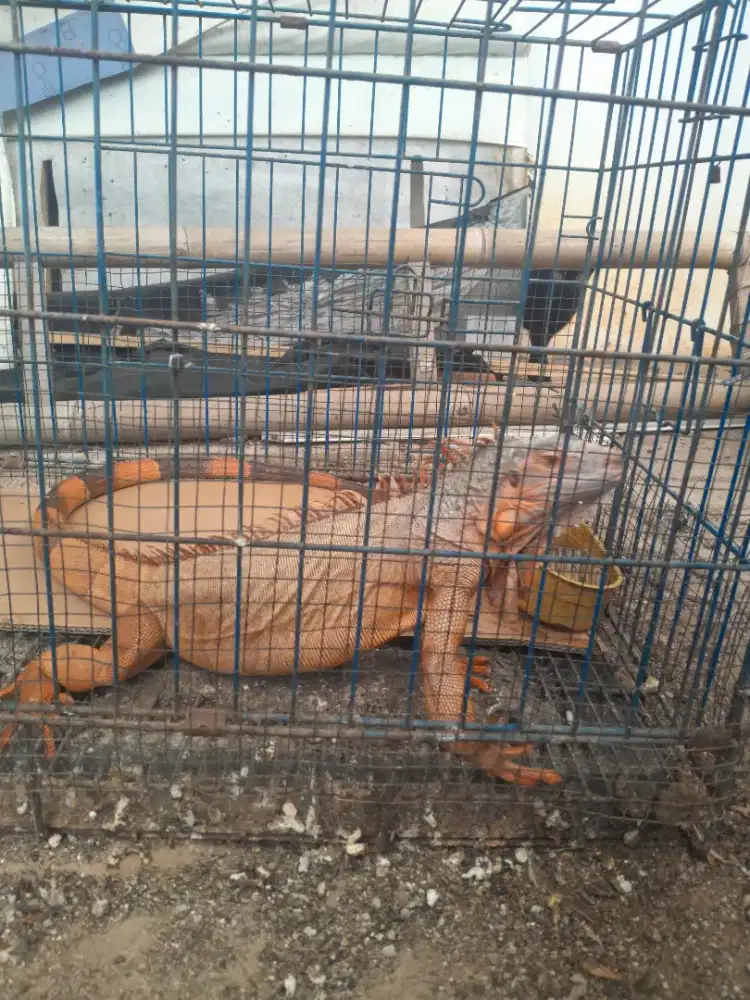jual iguana masih mudah ukuran 1 meter