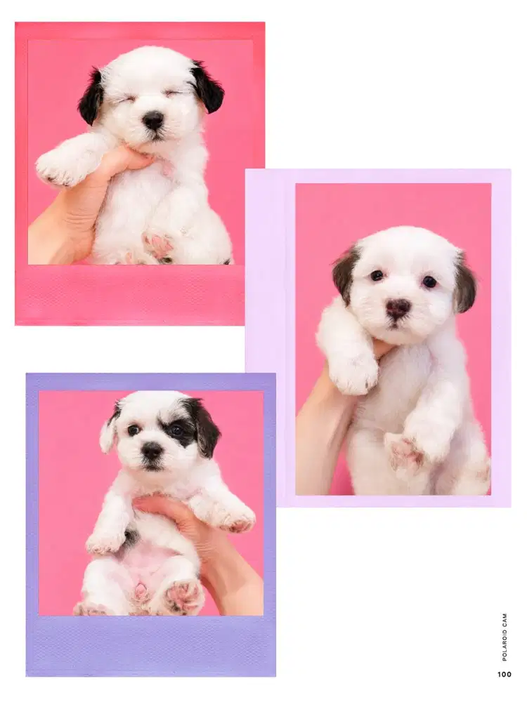 Maltipoo Party Color super gembul