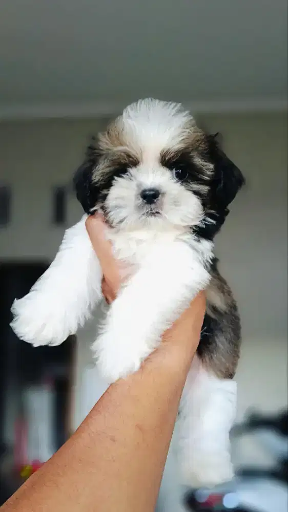 Shihtzu Male Female
