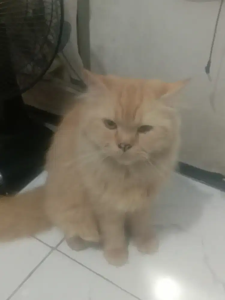 Jual cepat mau pindah luar kota