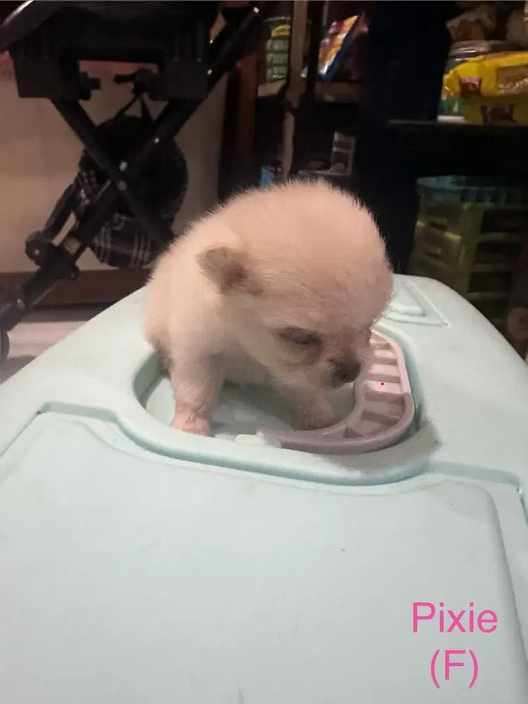 Anakan / Puppy Minipom