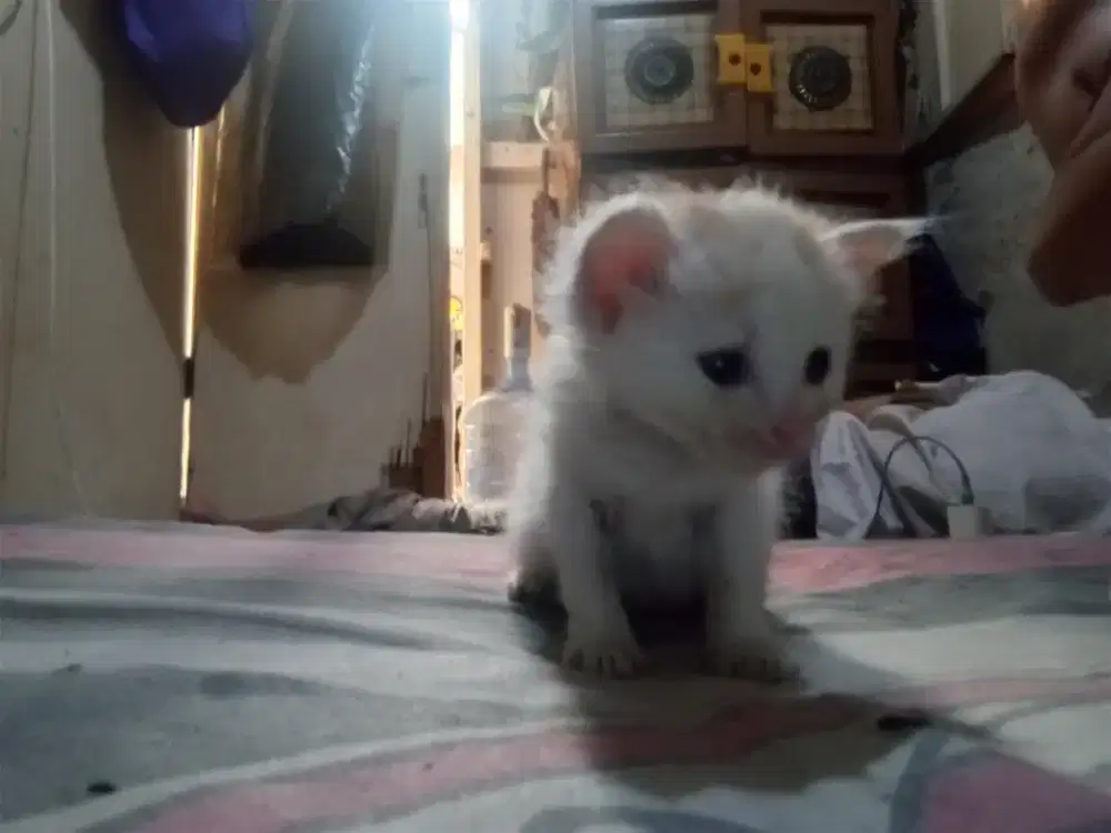 open adop anak kitten gratis