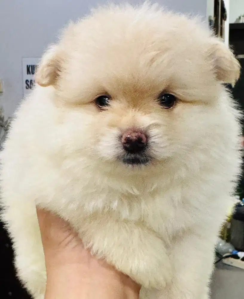 DIJUAL PUPPYS POMERIAN