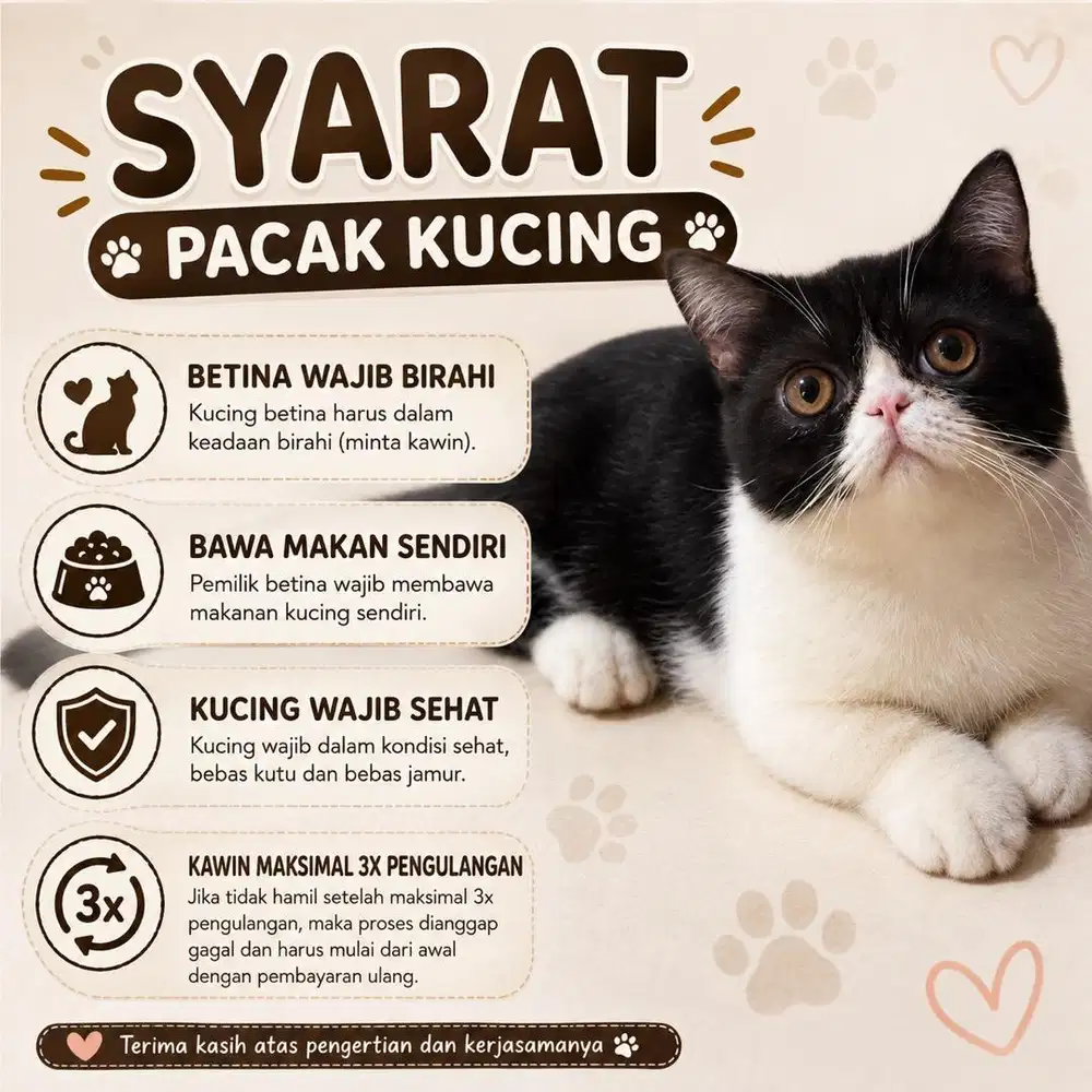 Jasa Pacak Kucing Munchkin
