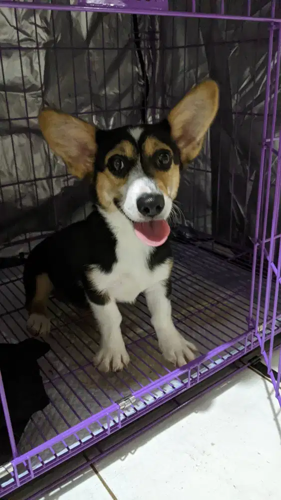Anjing Pembroke Welsh Corgi