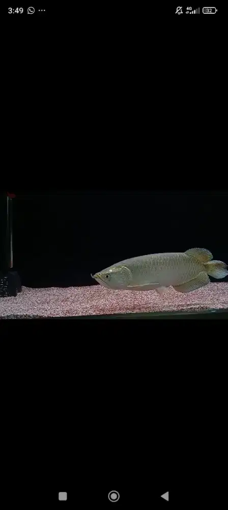 Ikan Arwana 40cm