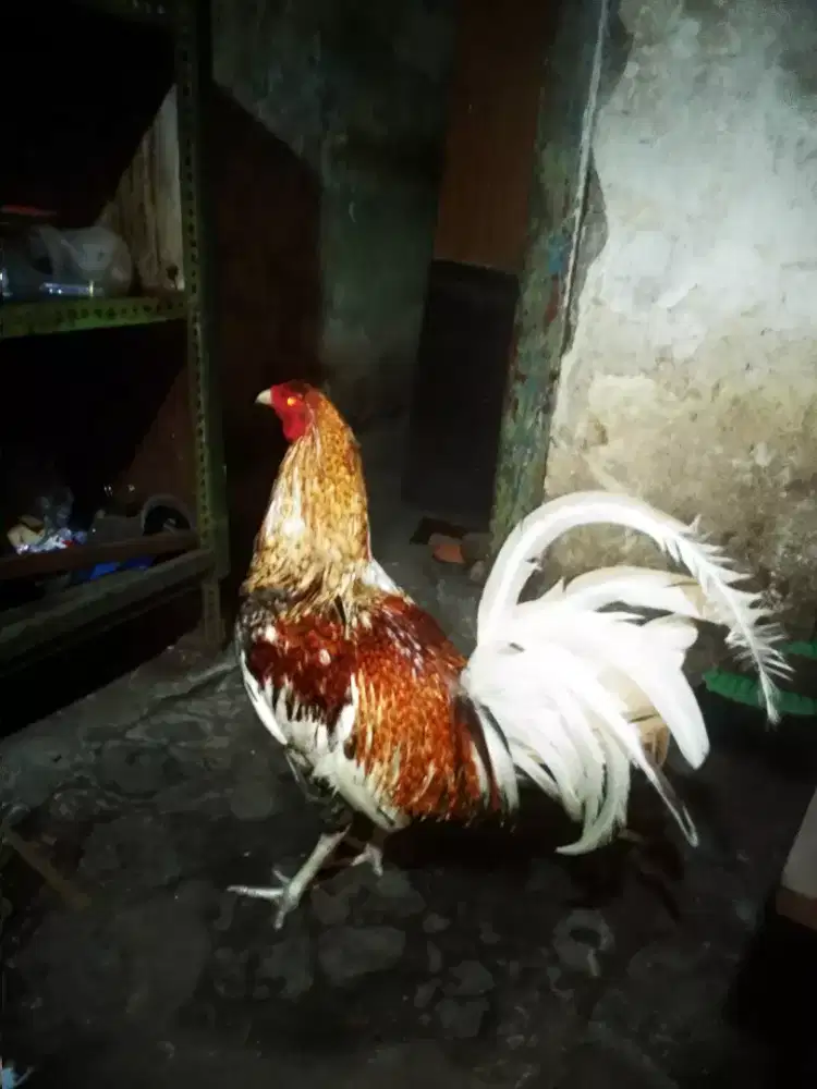 Ayam jago jantan