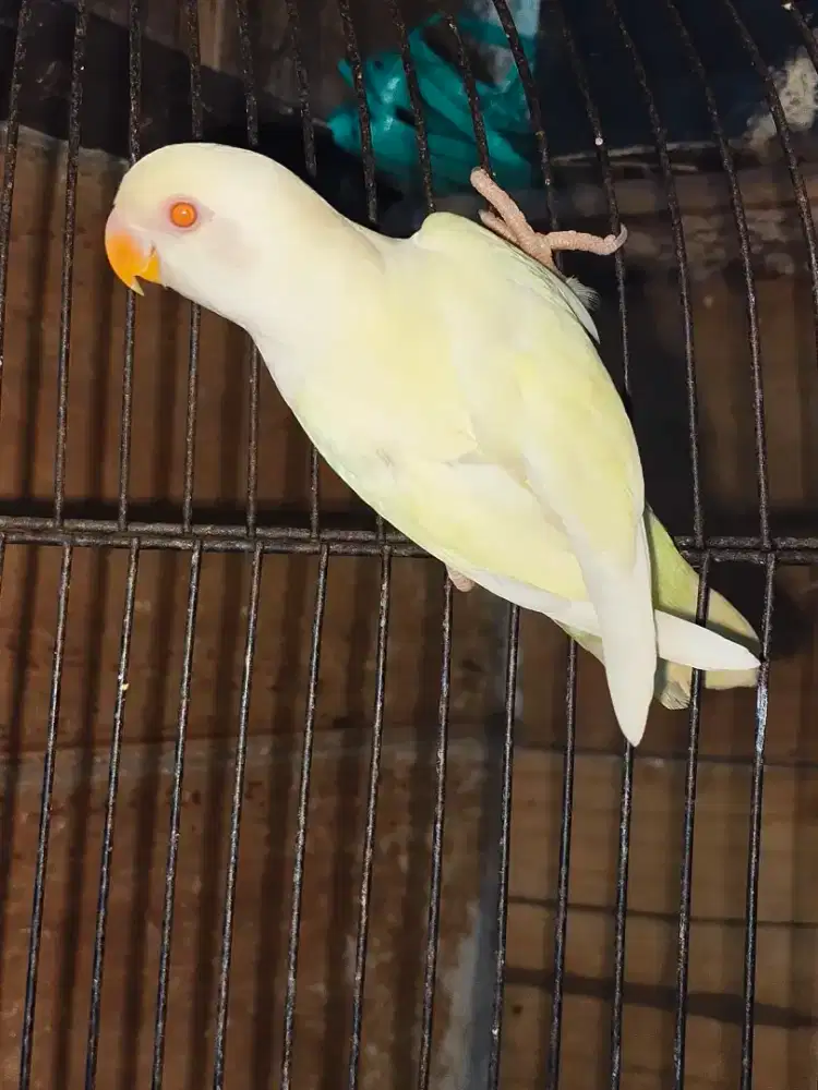 Lovebird CREMINO MM