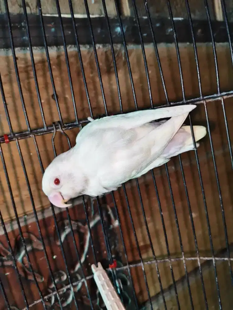 Lovebird jantan albino mm