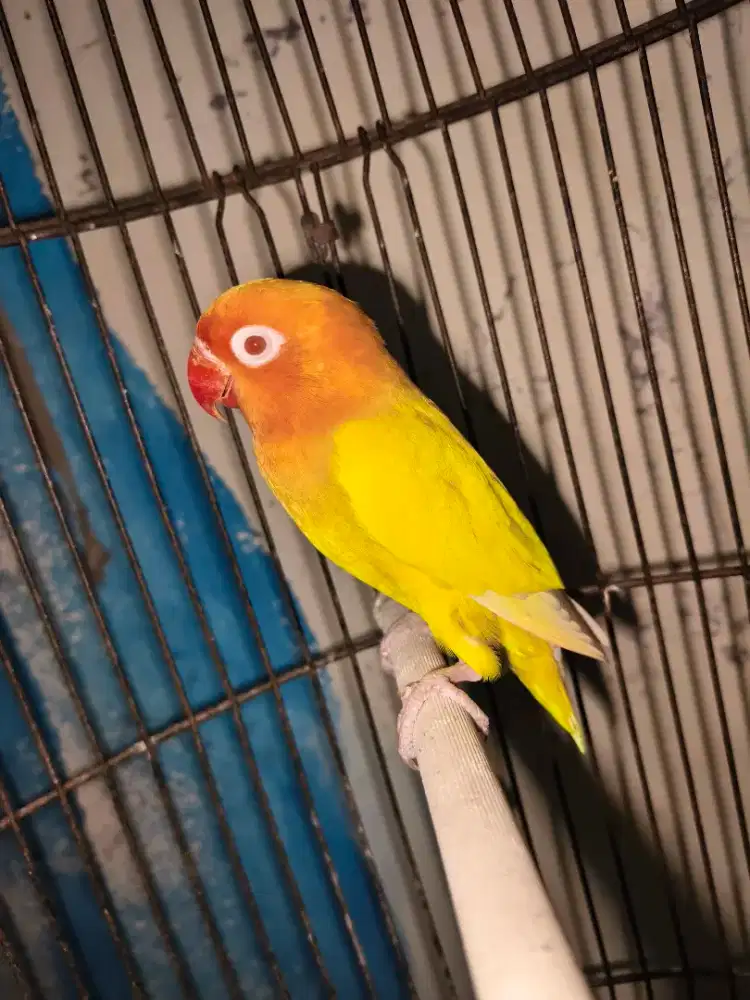 Lovebird jantan lutino mm