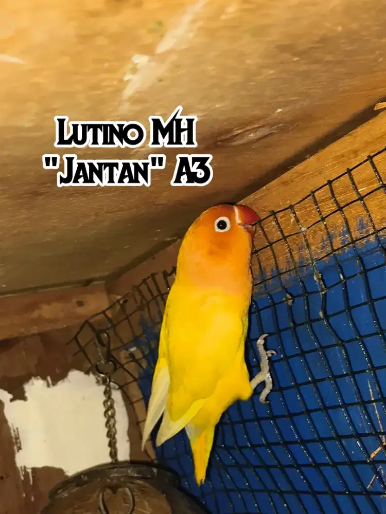 Lovebird jantan lutino mh