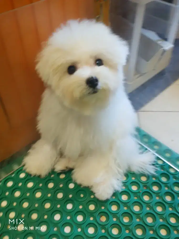 Jual Anakan Bichon frise