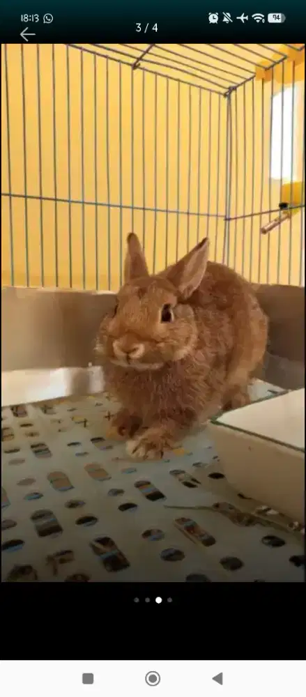 Kelinci Hias Mini Netherland Dwarf Betina 5 Bulan