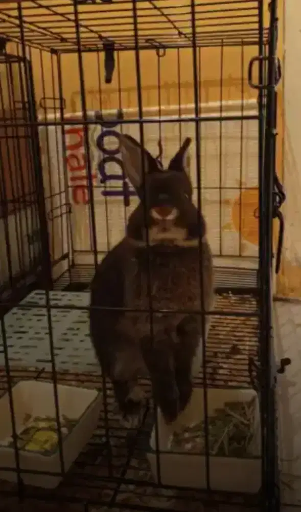 Kelinci Hias Netherland Dwarf Jantan 3 Bulan