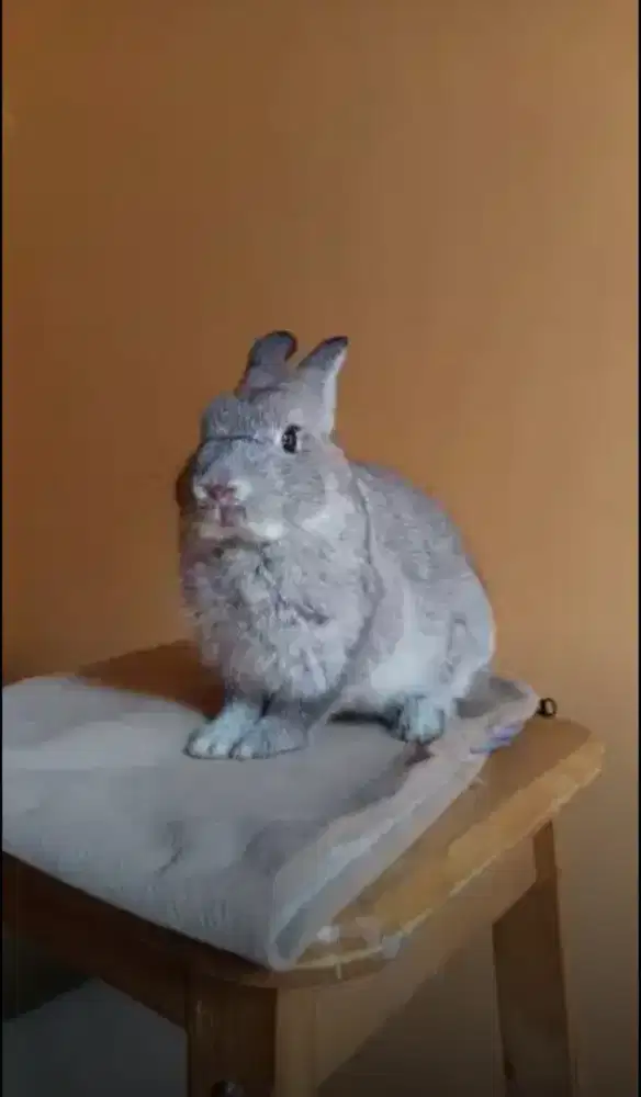 Kelinci Netherland Dwarf Jantan 5 Bulan Chincila