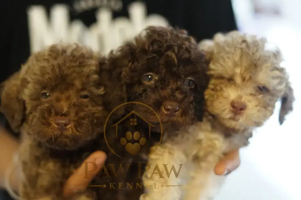 Poodle jantan betina