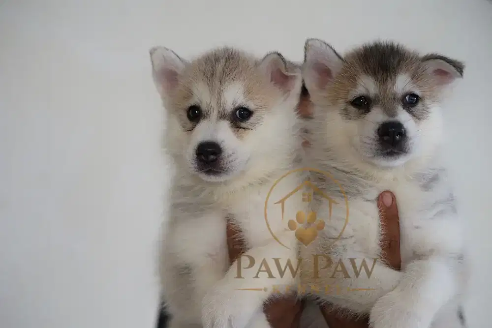 Siberian husky betina