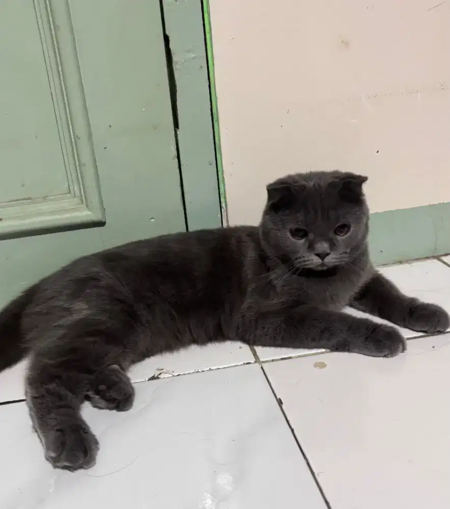 Scottish fold Fortune cats jdhin udh ragdol British Munchkin Exo Ash