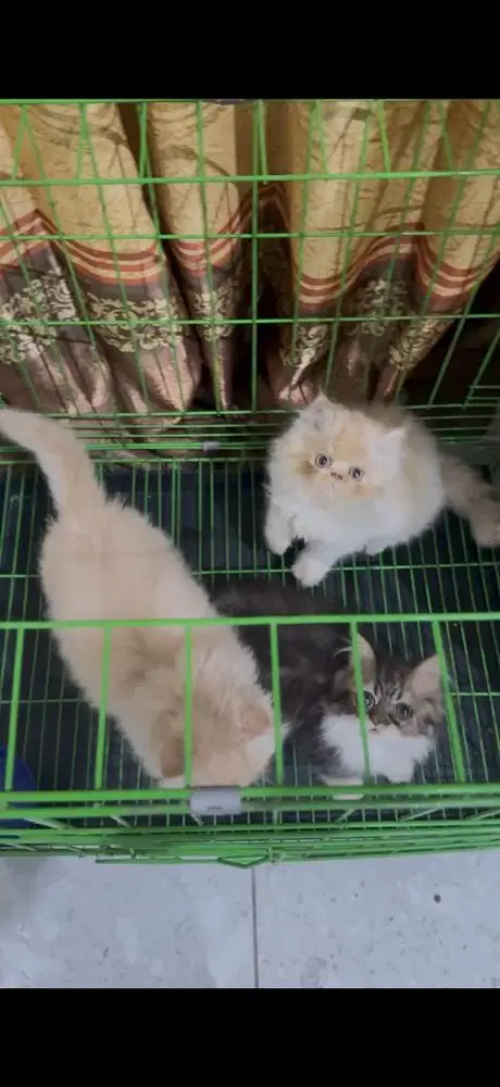 KUCING PERSIA PEAKNOSE DAN MUNCHKIN