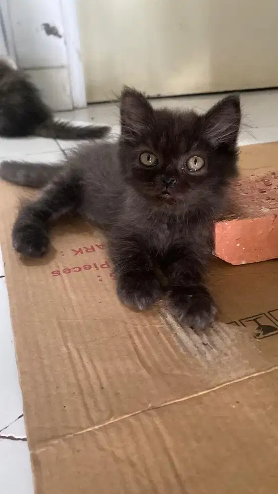 kitten mix bsh & peaknose