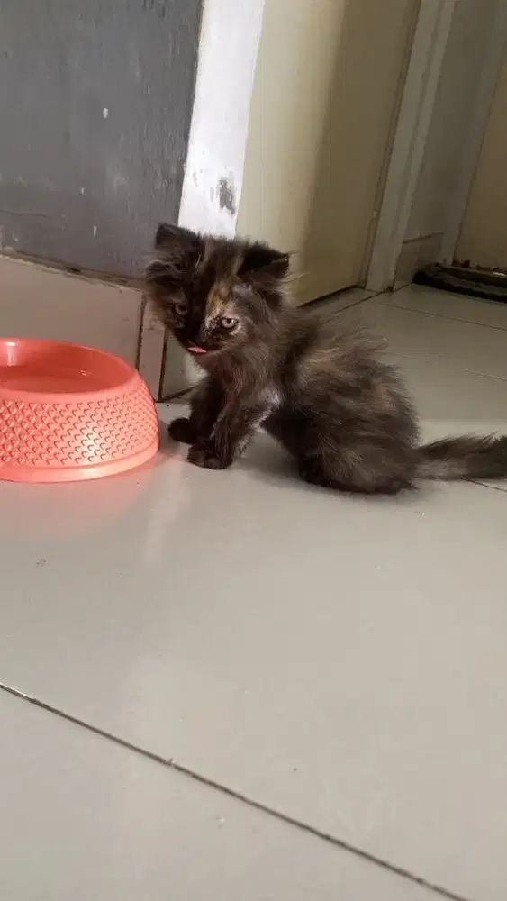 Kitten bsh mix peaknose