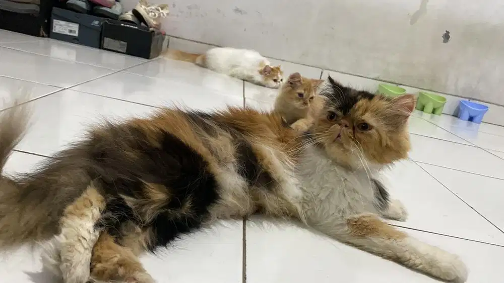Peaknose Betina calico