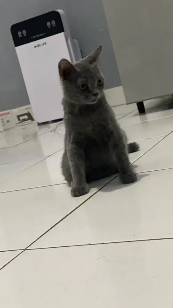 Kucing BSH Jantan