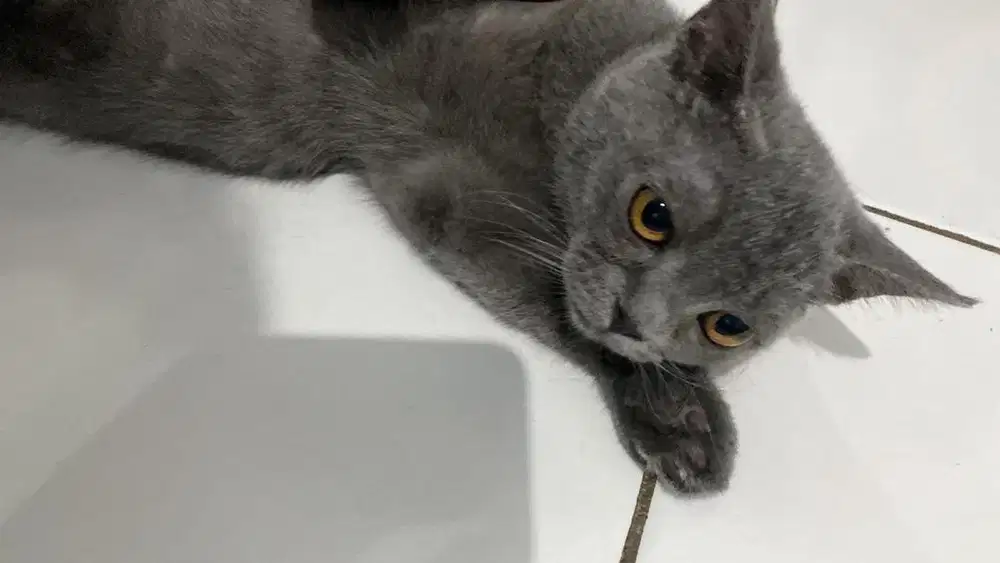 Kucing BSH Jantan