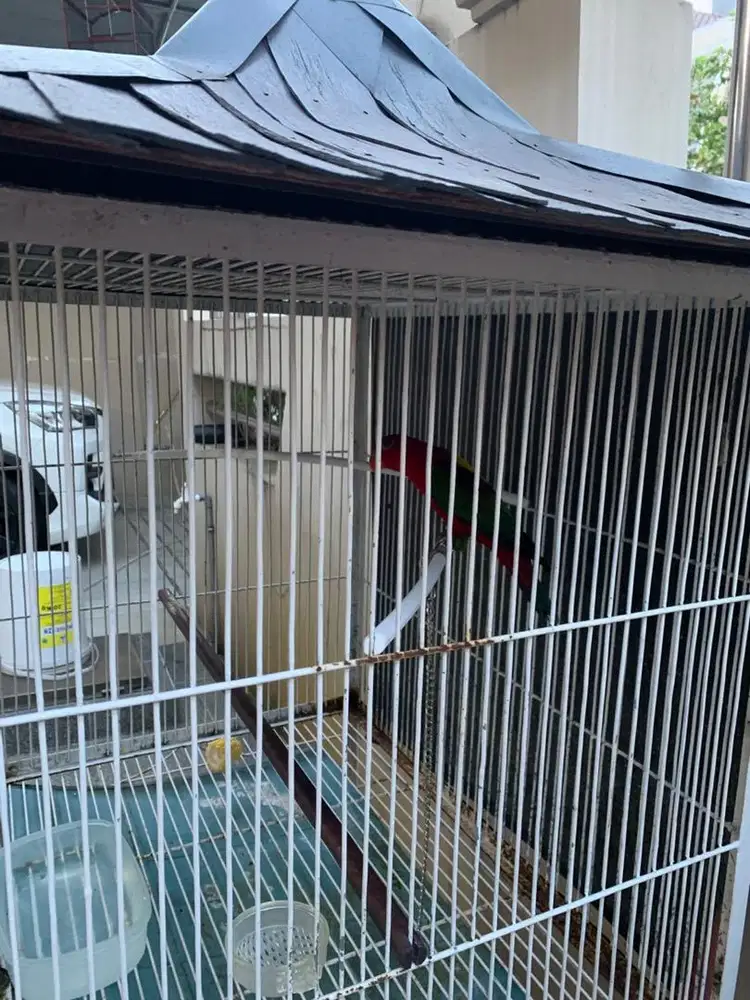Jual cepat burung parbeng jinak gacor .