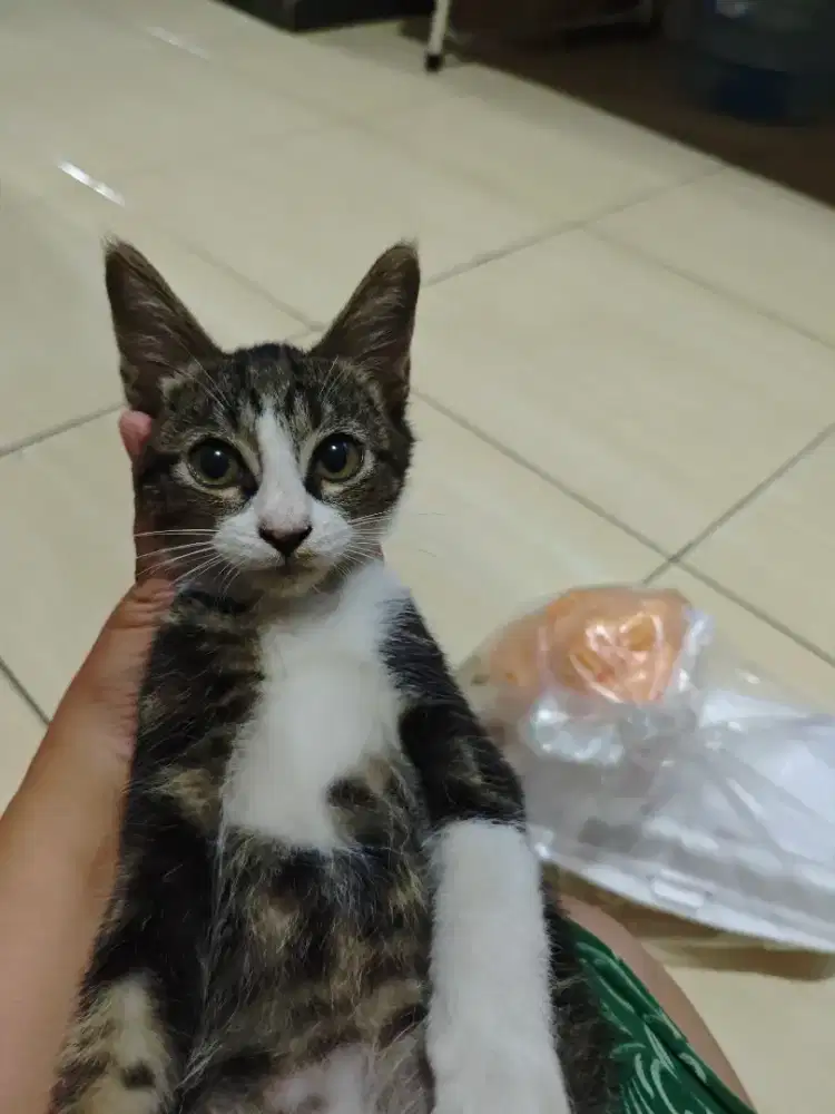 Kitten umur 3bulan,jantan