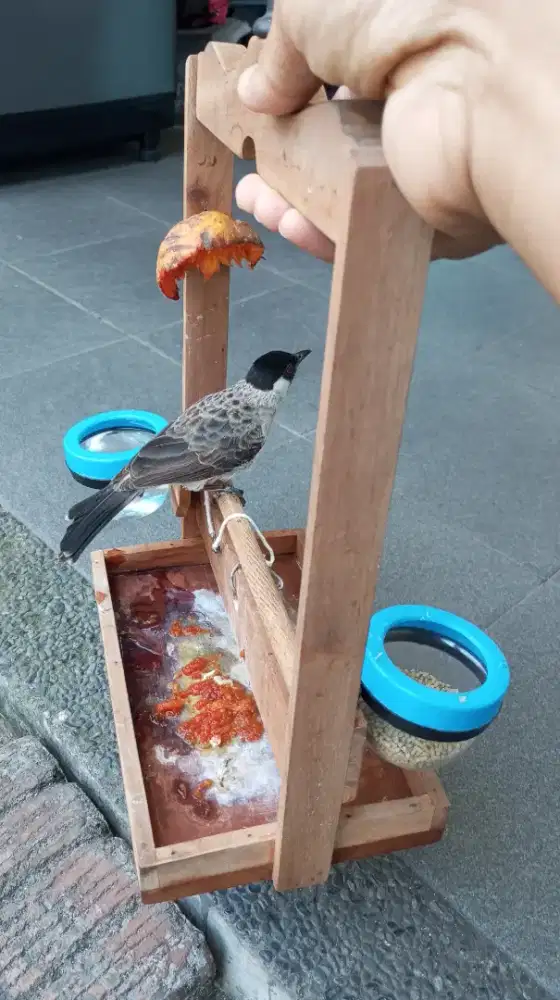 Burung Kutilang Jantan