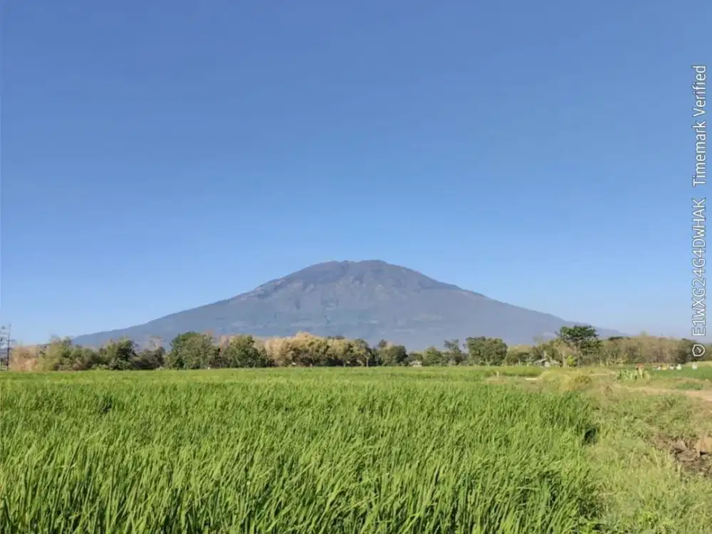 Dijual Tanah 5.229 m2 di Desa Ngawi, Jawa Timur