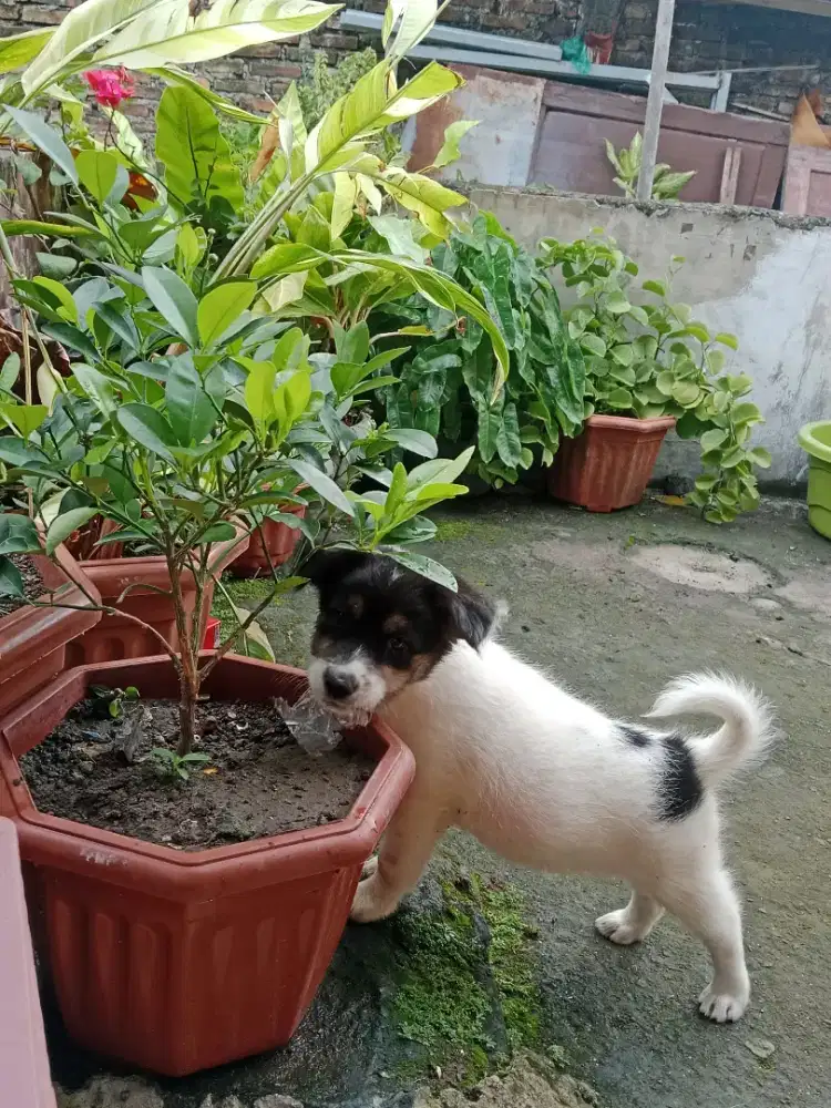 Anak Anjing Lucu & Sehat