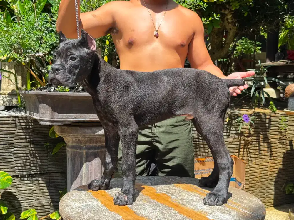 dijual anakan cane corso