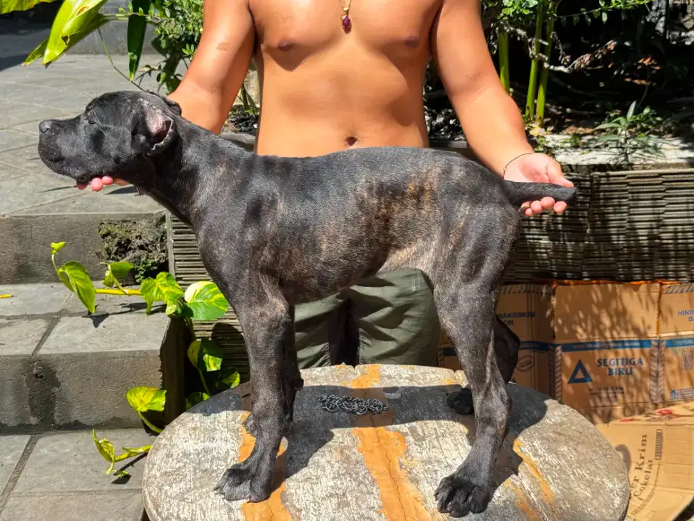 dijual anakan cane corso