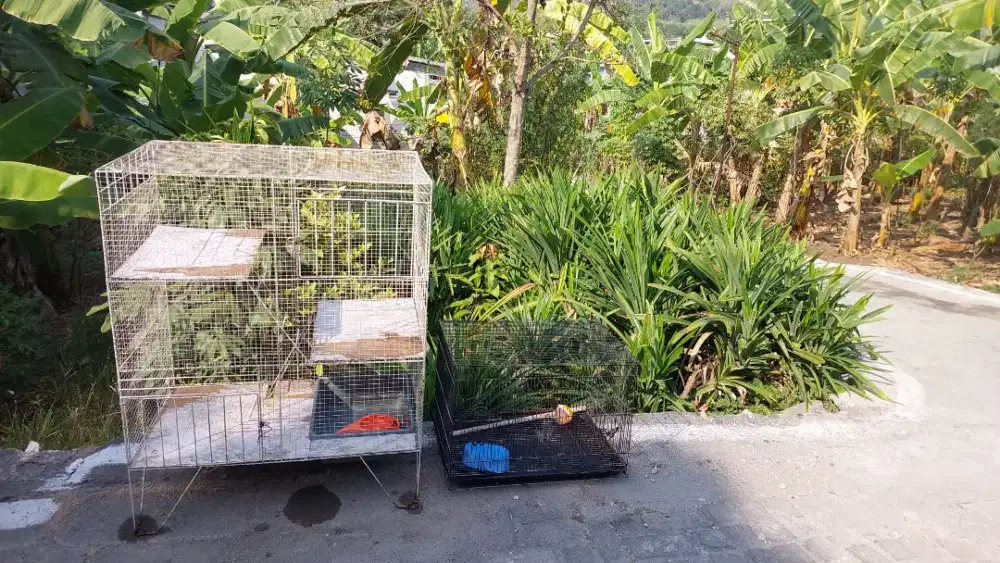 Jual kandang kucing dan burung