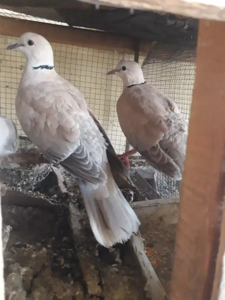 Jual burung puter lokal pasangan produksii