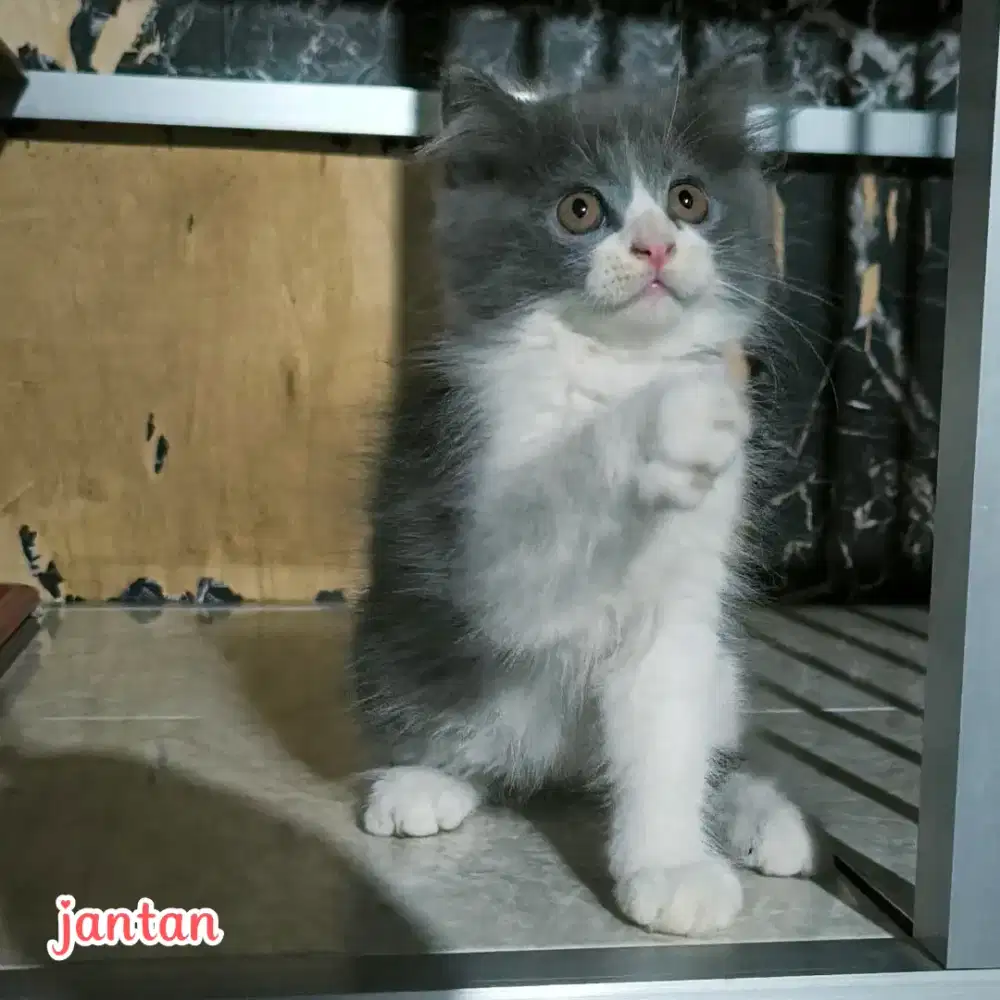 kucing persia kitten