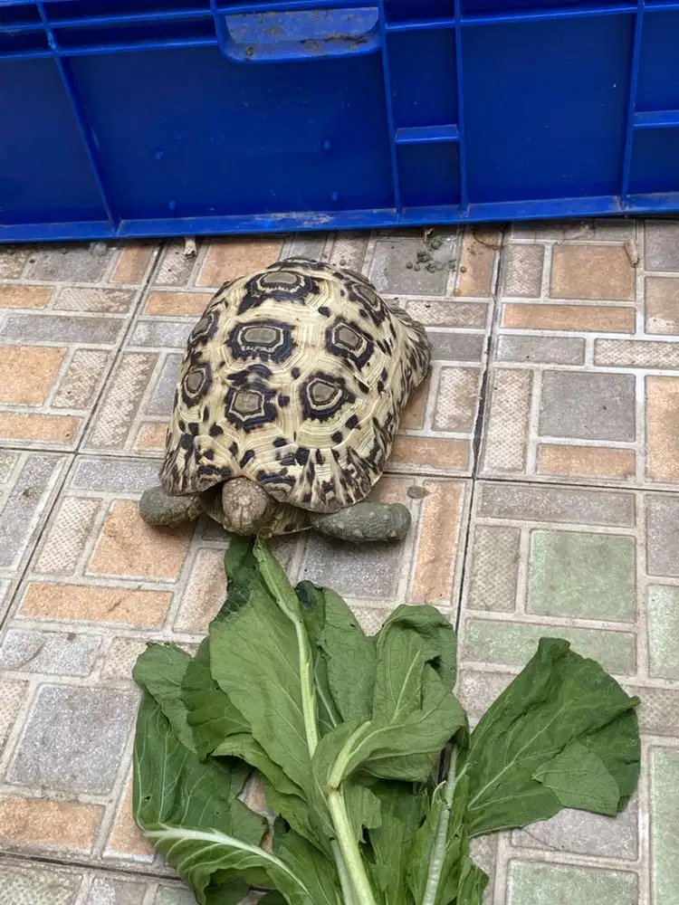 Kura kura pardalis
