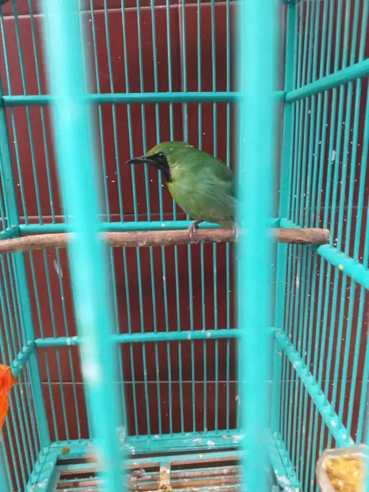 cjm mini rawatan mulus