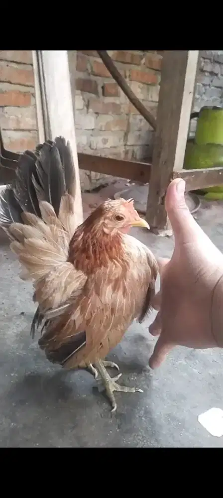 MURAH AJA sepasang ayam serama selam size mini siapa cepat dapat