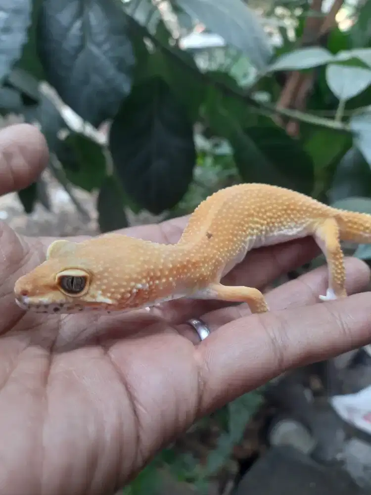 GECKO INDUKAN BETINA PROVEN