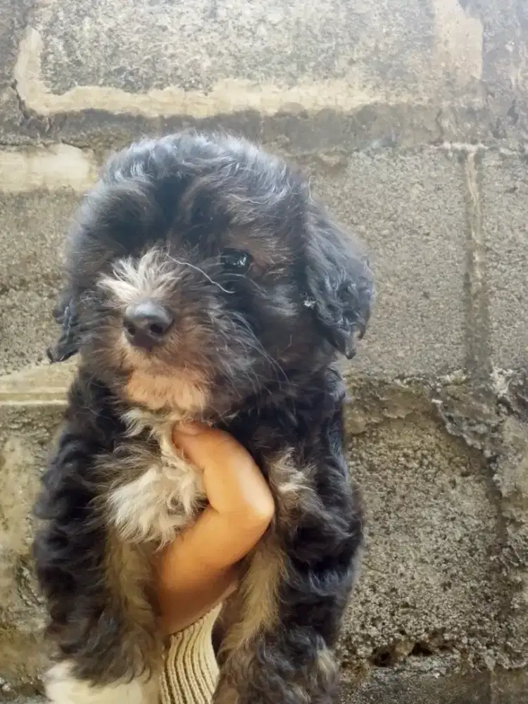 PUPPIES SHITZU POODLE (SHIPO)