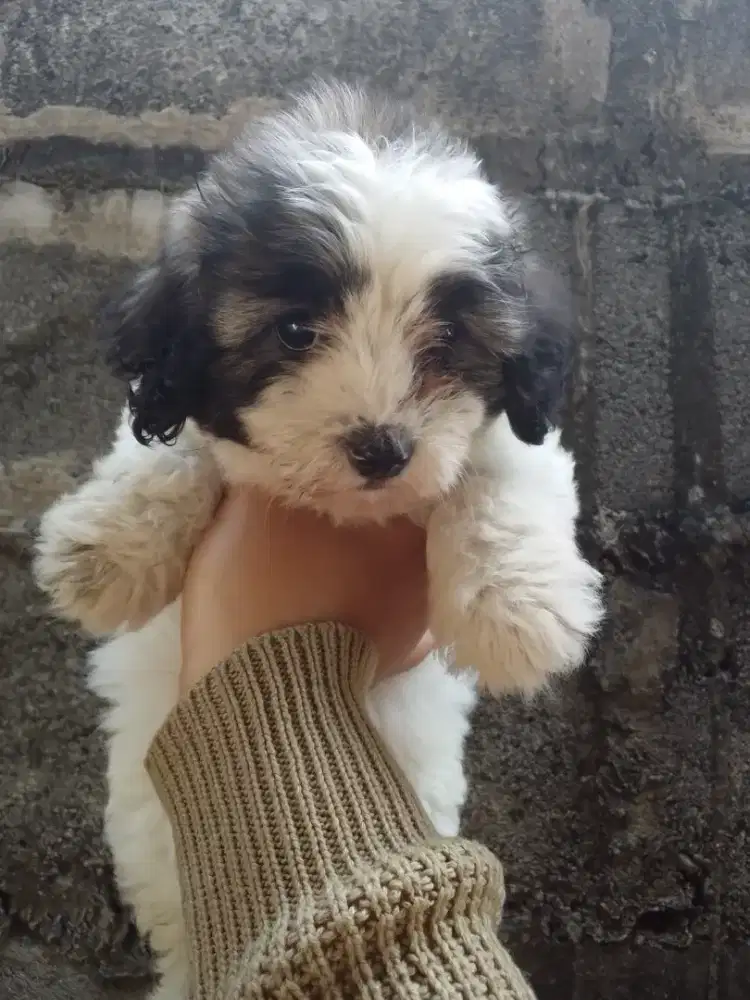 PUPPIES SHITZU POODLE (SHIPO)